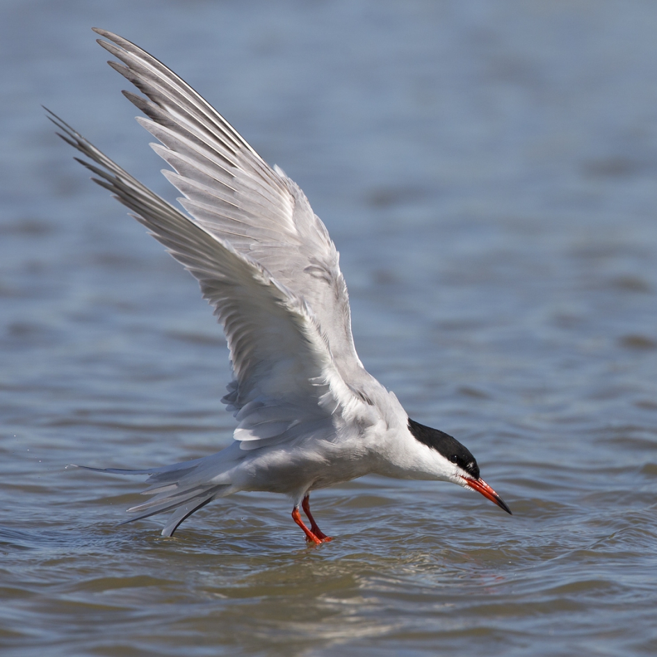 Witte Stern ... - Vogels - Visdief