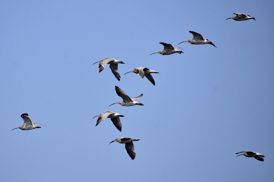 Wulpen - Vogels - 