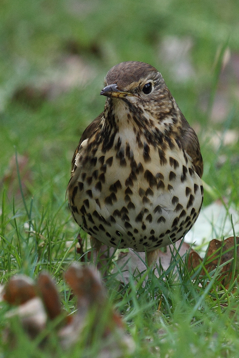 zanglijster - Vogels - zanglijster