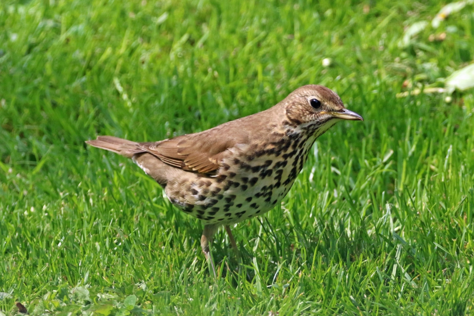 Zanglijster - Vogels - 
