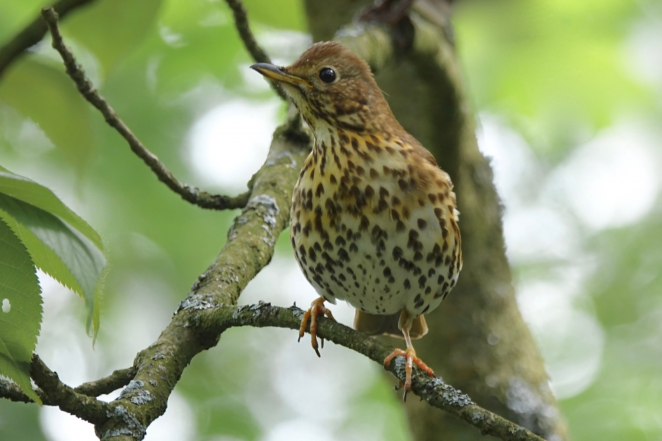Zanglijster tussen de duizenden bezoekers - Vogels - Zanglijster