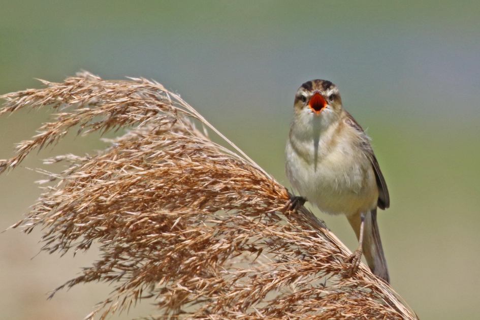 Zeg eens AAAA... - Vogels - 
