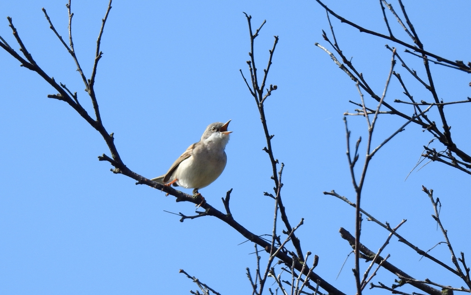 Zingende zomergast - Vogels - Grasmus
