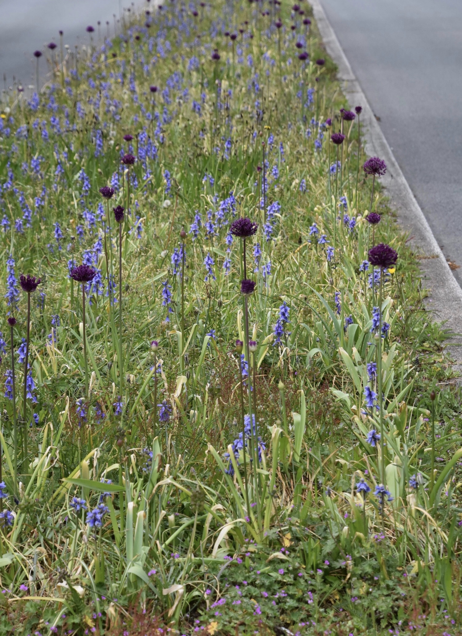 zo zien de bermen er uit.. - Planten - 