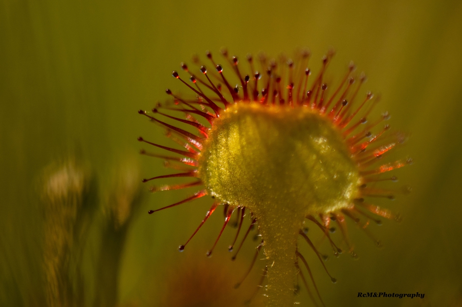 Zonnedauw. - Planten - Zonnedauw.