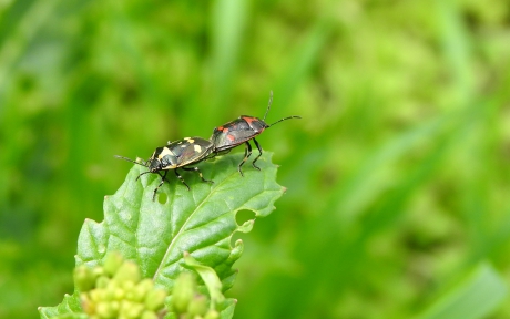 Zorgen voor nageslacht