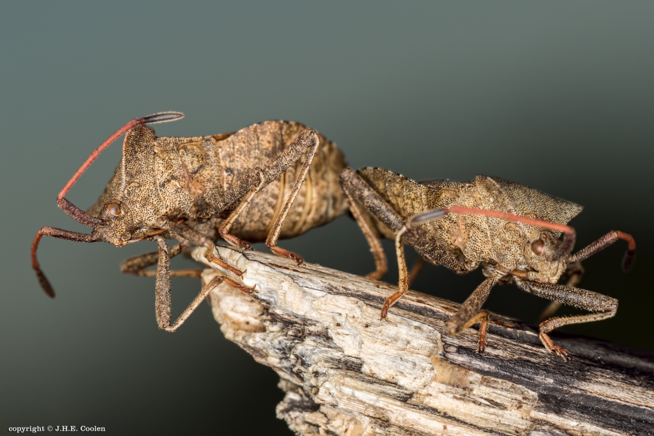 Zuringswants - Geleedpotigen - Zuringwants