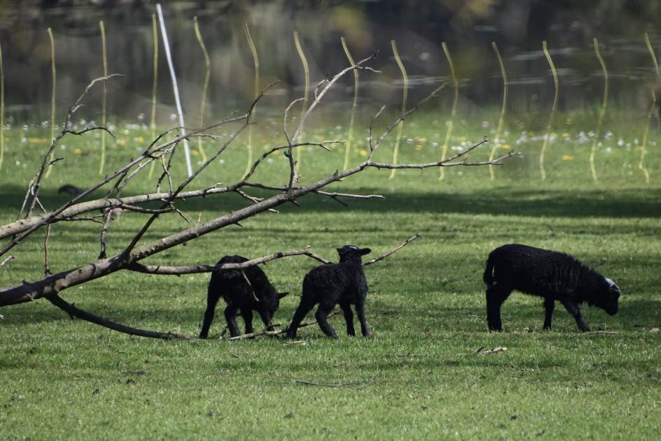Zwarte lammetjes - Zoogdieren - 