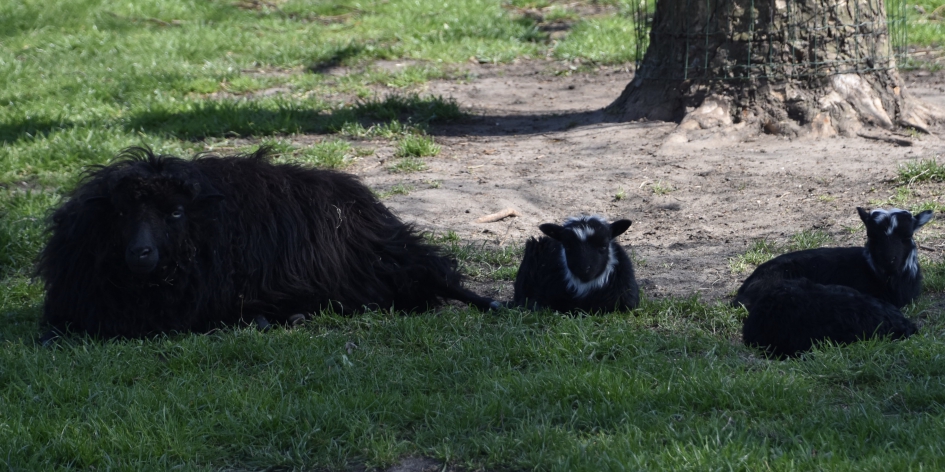 Zwarte schapen - Zoogdieren - 