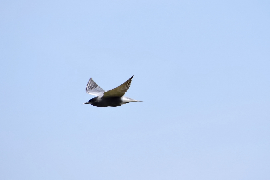 Zwarte stern - Vogels - 