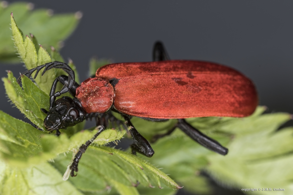 Zwartkopvuurkever - Geleedpotigen - zwartkopvuurkever