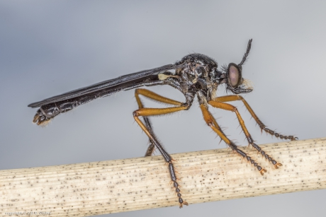 Zwartvlerkbladjager (Dioctria oelandica)