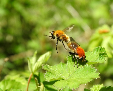 Zweefvliegen doen het......een beetje zwevend