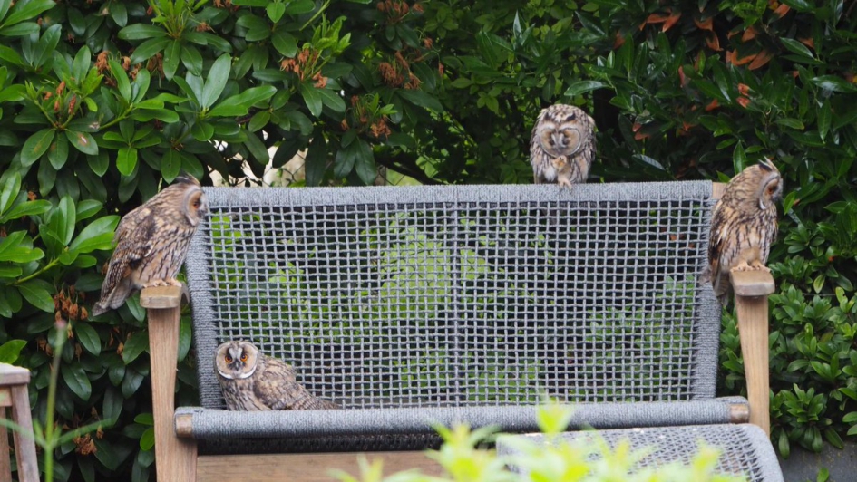 4 ransuilen in mijn tuin - Vogels - Ransuilen