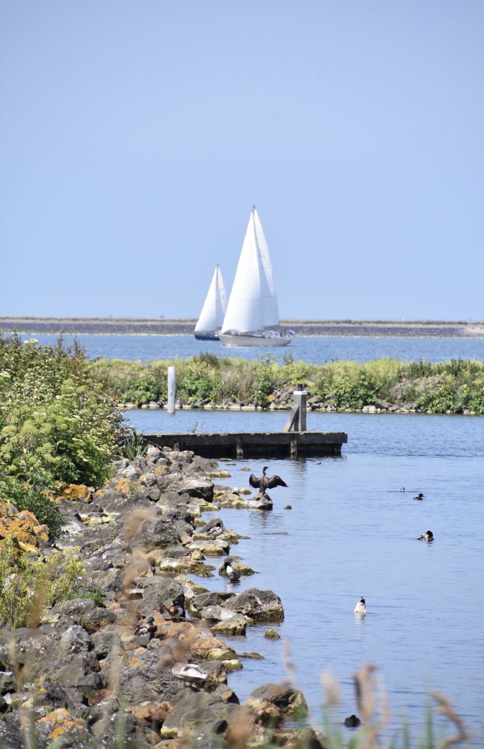 Aalscholver aan het drogen.. - Vogels - 