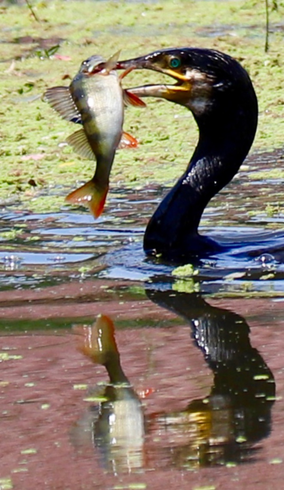 Aalscholver vangt een baarsje - Vogels - Aalscholver