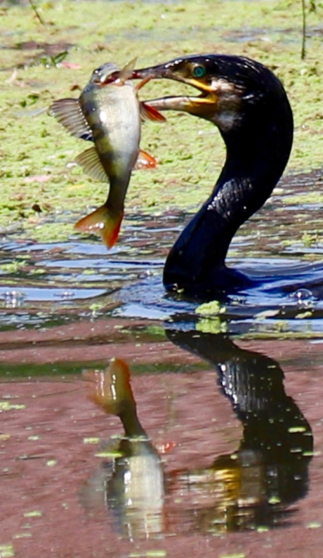 Aalscholver vangt een baarsje
