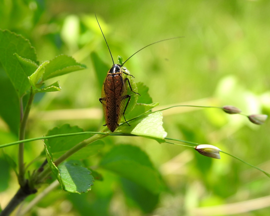 Aan de rand van het bos - Geleedpotigen - Boskakkerlak