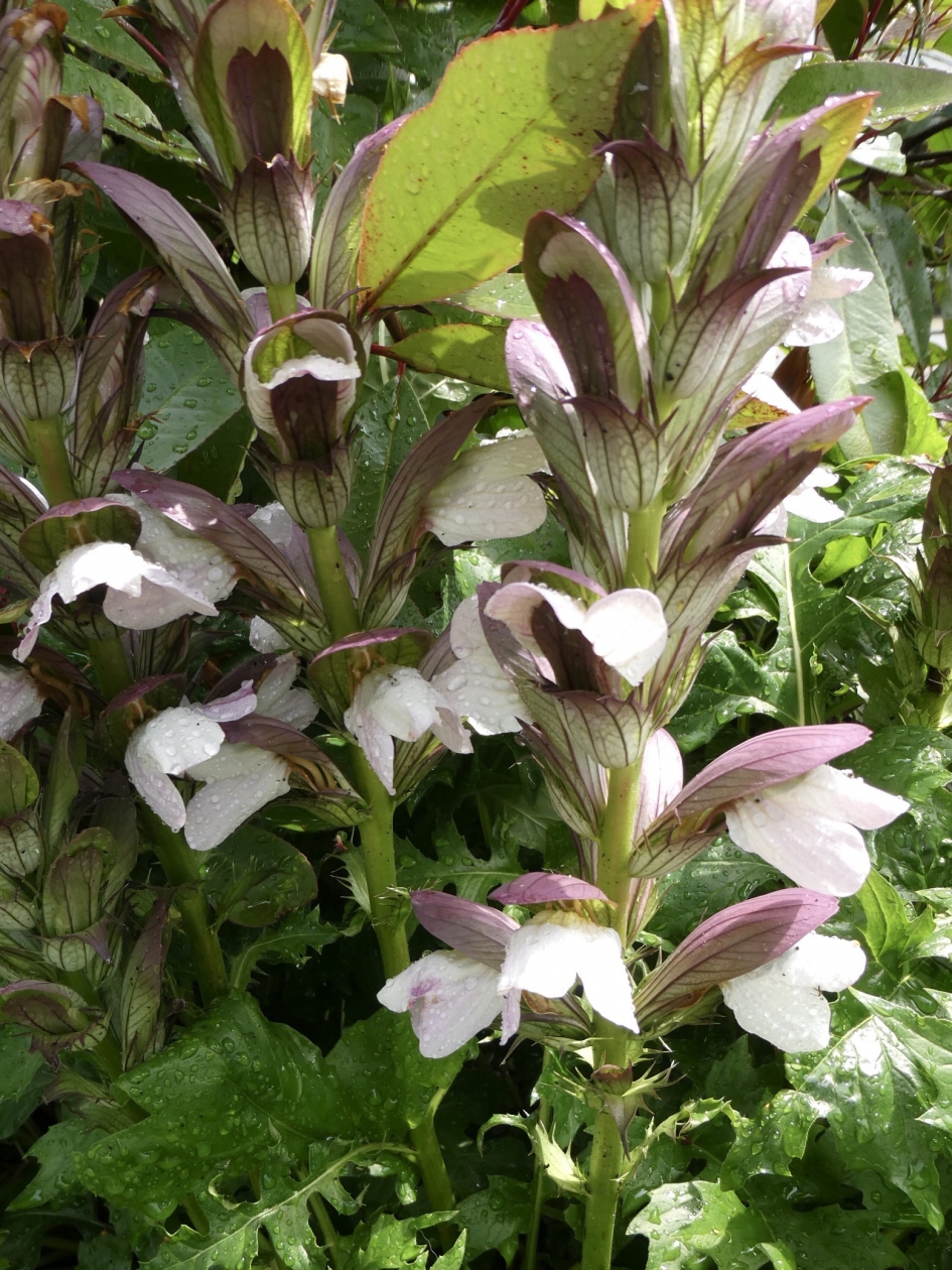 Acanthus - Planten - 