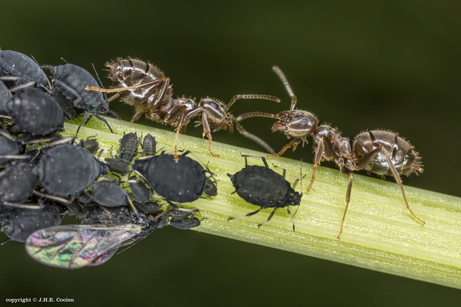 Aflossing - Geleedpotigen - Mier/ bladluis