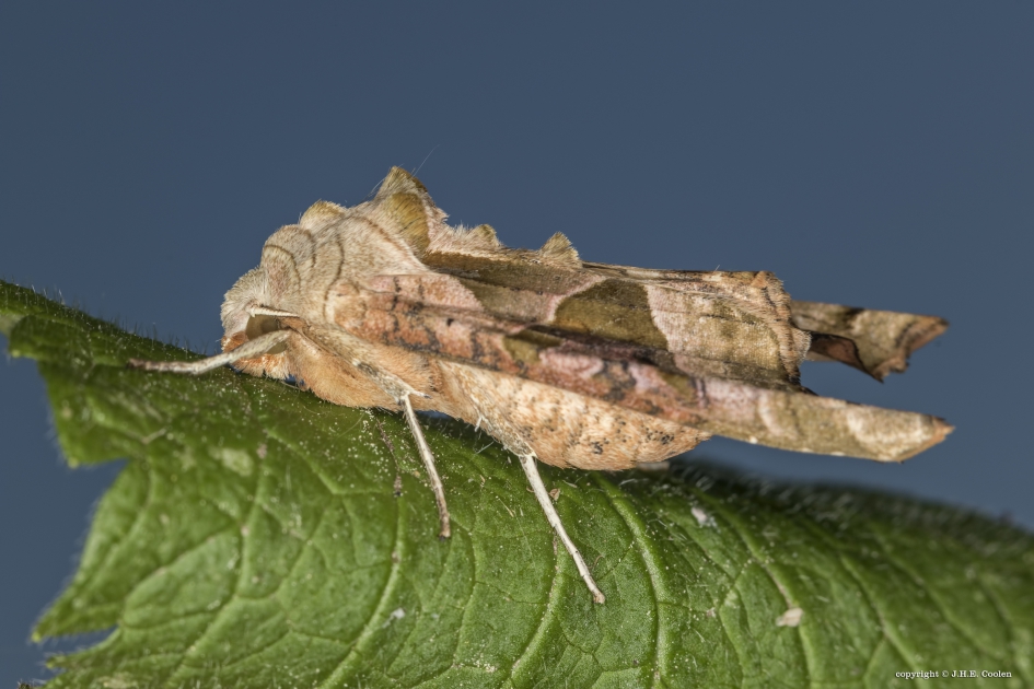 Agaatvlinder - Geleedpotigen - Agaatvlinder
