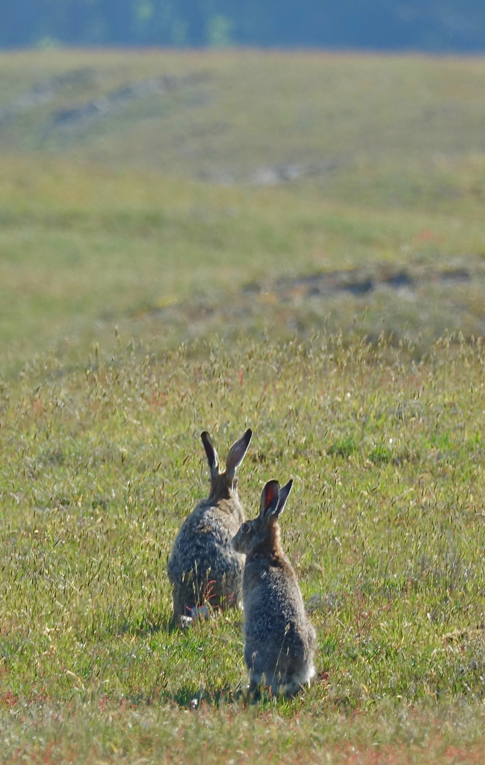 Alert duo - Zoogdieren - Haas