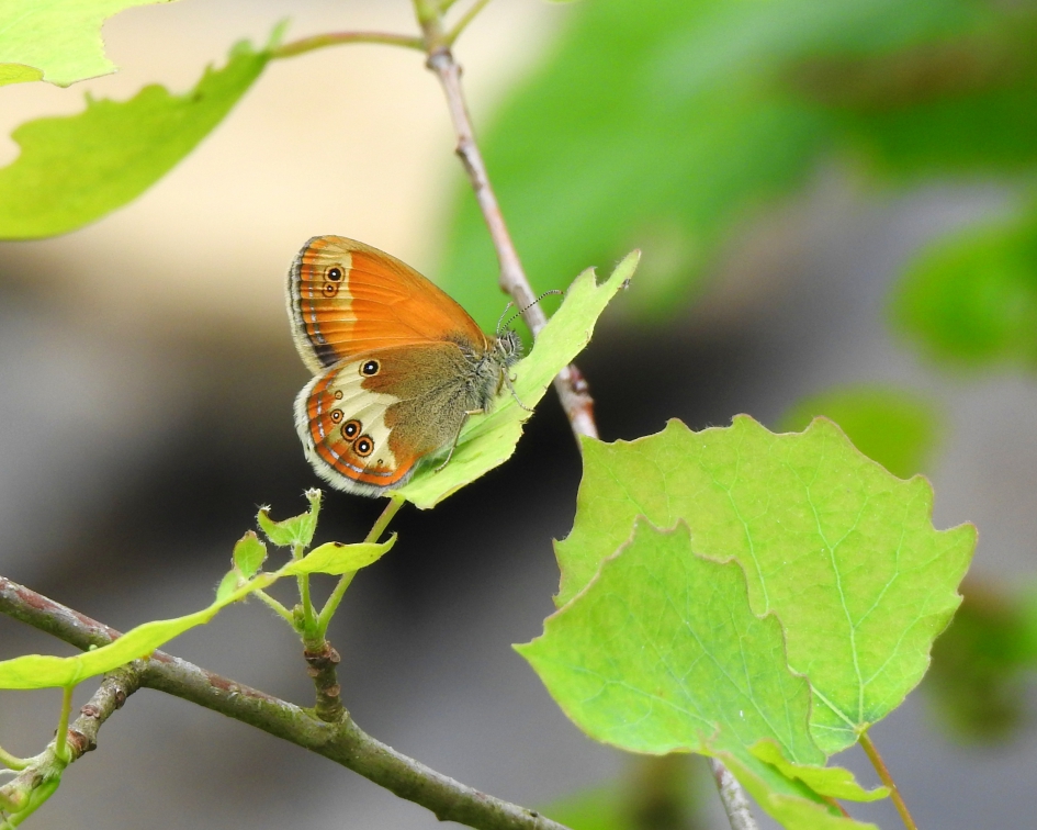 Allemaal oogjes - Geleedpotigen - Tweekleurig hooibeestje