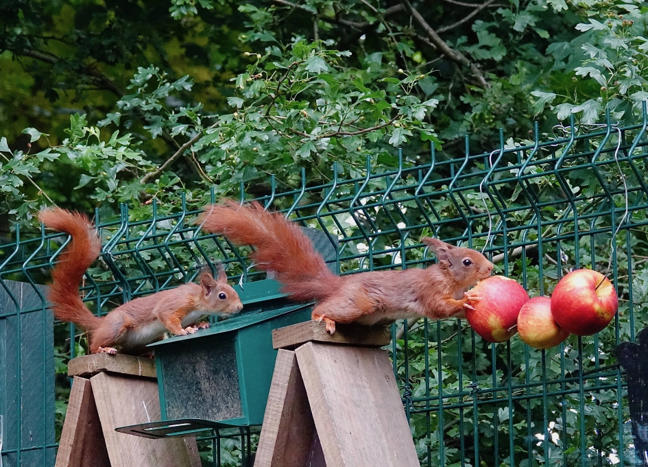 Appel liefhebbers - Zoogdieren - Eekhoorn