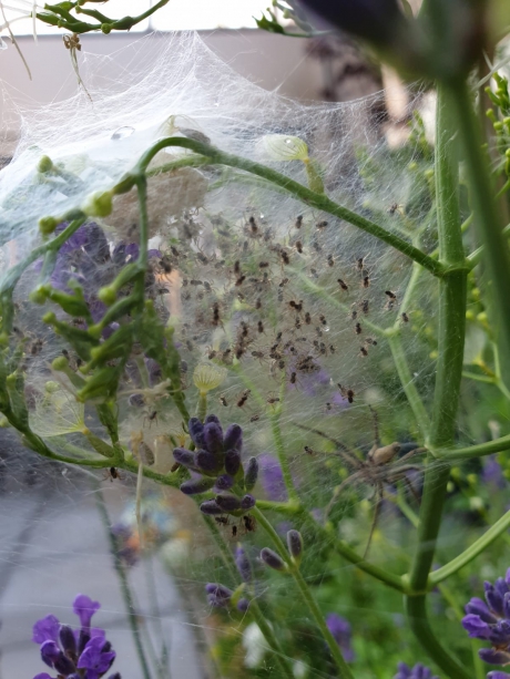 babyspinnetjes met waakzame moeder