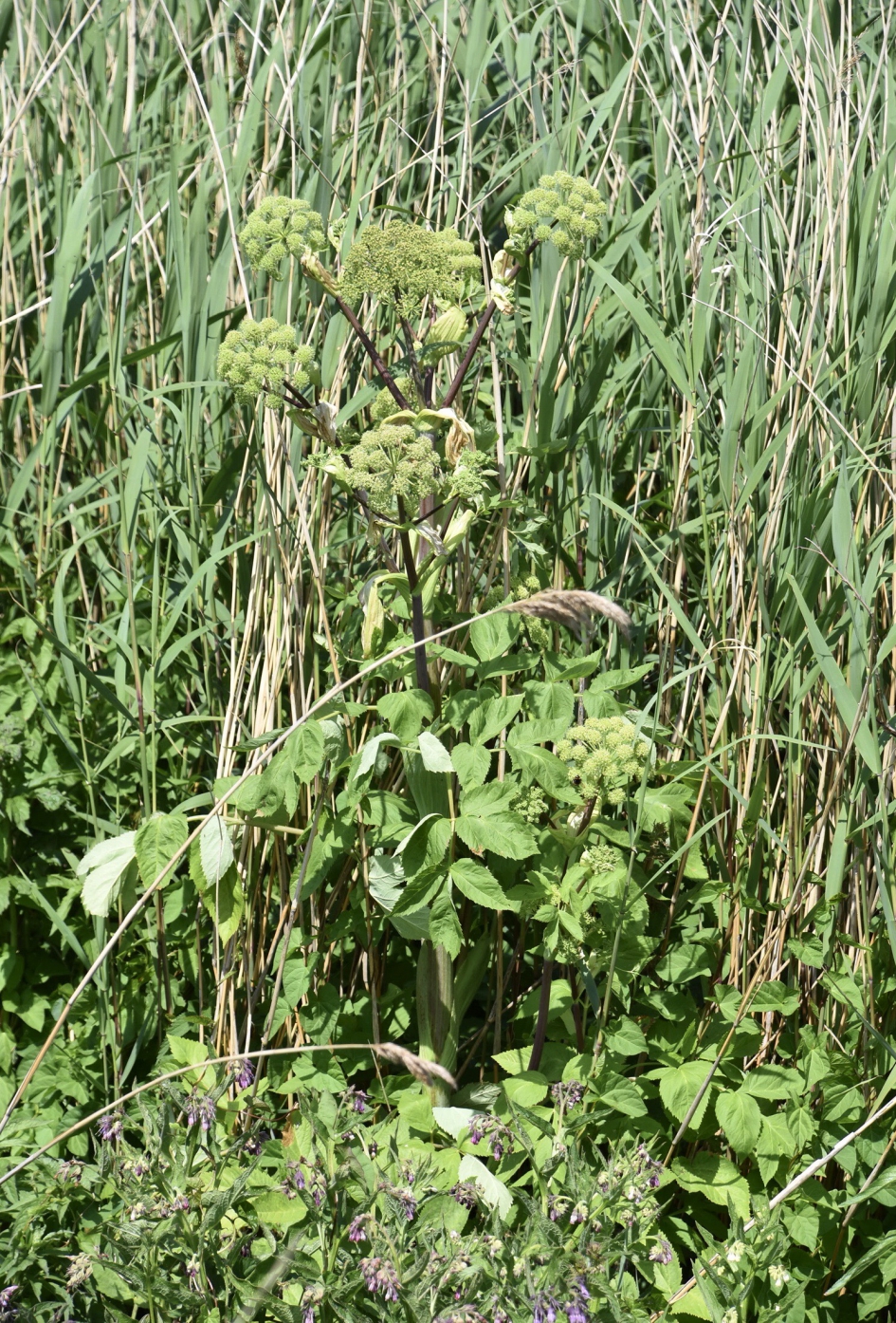 Berenklauw - Planten - 