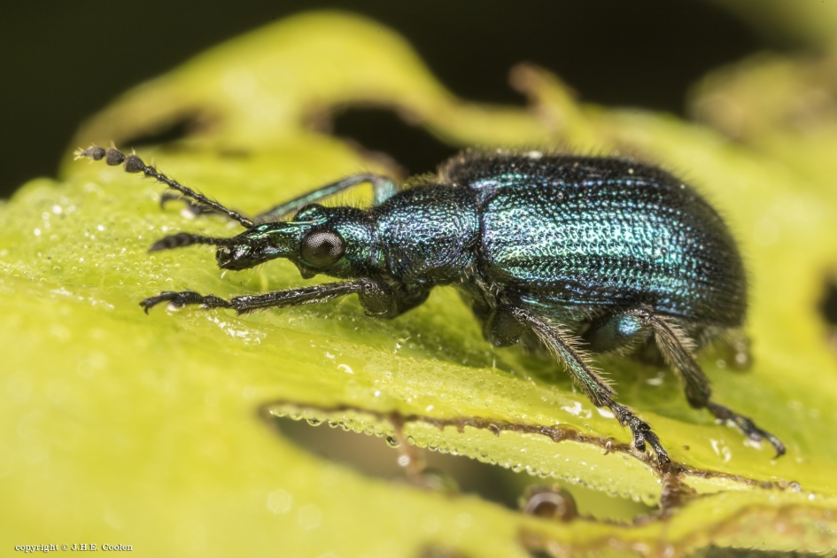 Berkensigarenmaker (Byctiscus betulae) - Geleedpotigen - Berkensigarenmaker