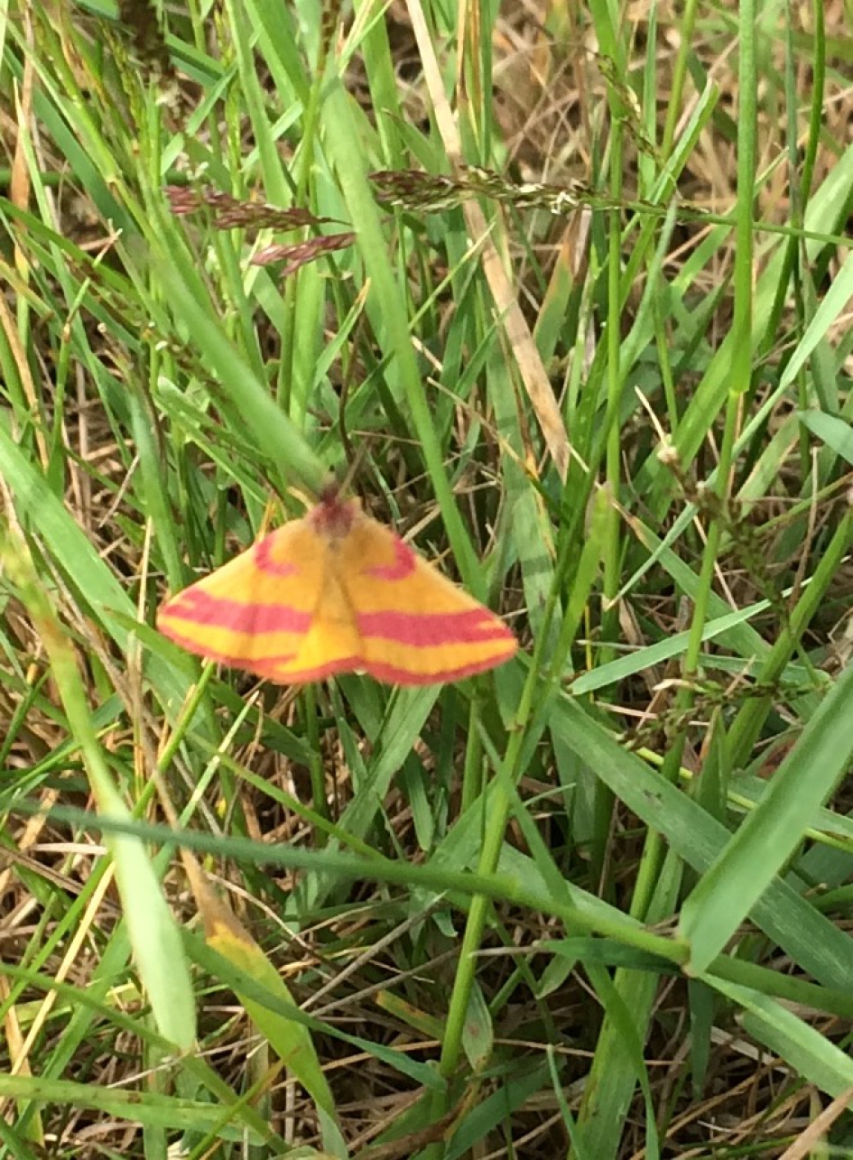 Zuringspanner - Geleedpotigen - Zuringspanner