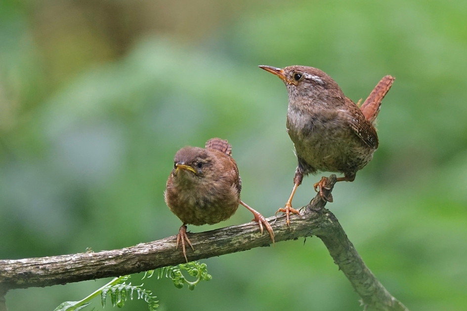 Alerte winterkoning ouder - Vogels - Winterkoning