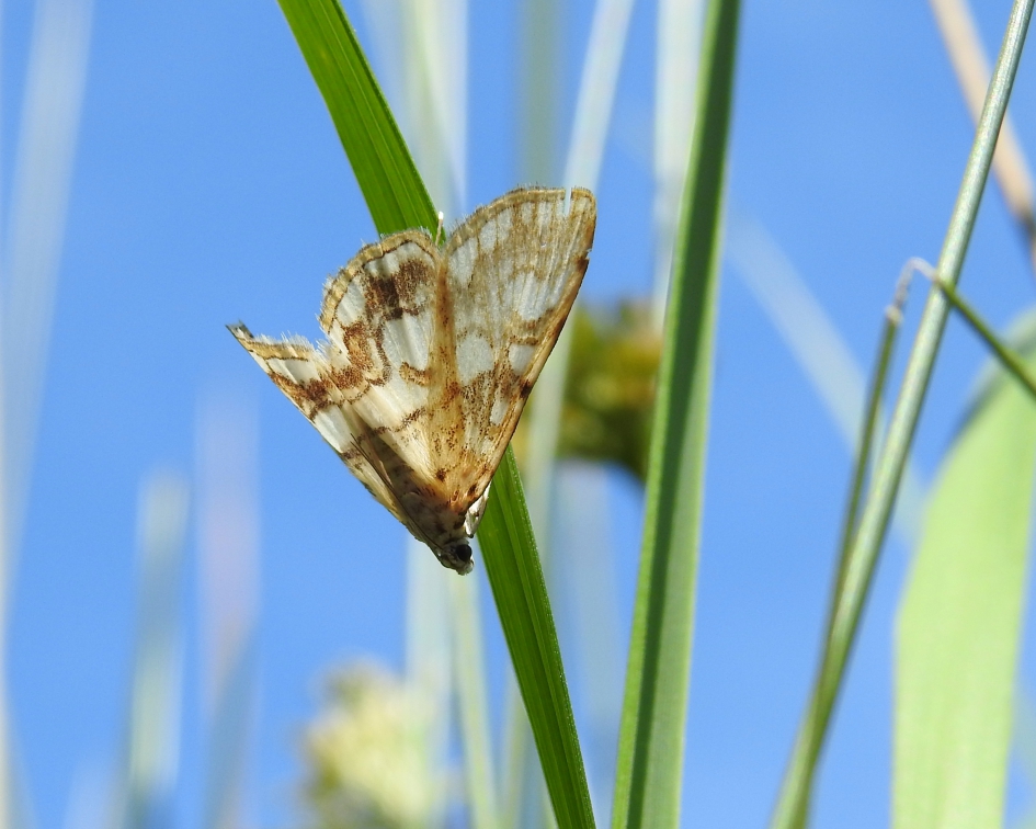 Bij stilstaand water - Geleedpotigen - Egelskopmot