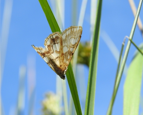 Bij stilstaand water