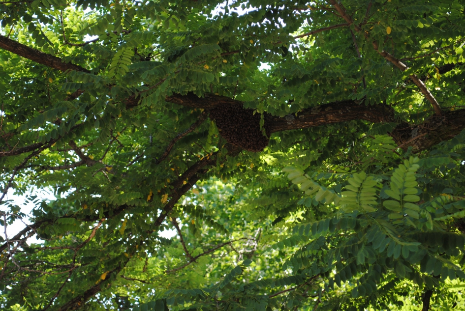Bijenkolonie in de Pijp - Geleedpotigen - Bijen