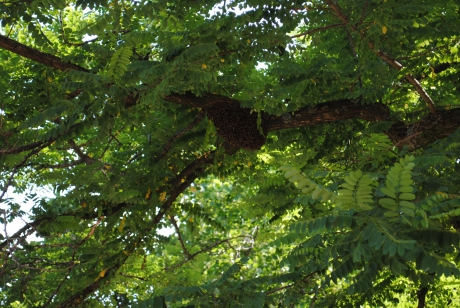 Bijenkolonie in de Pijp