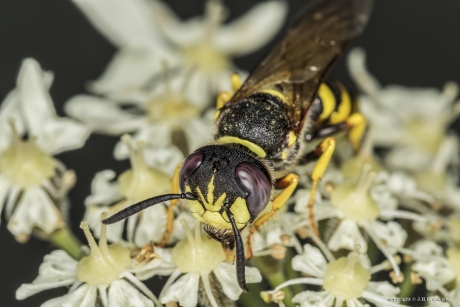 Bijenwolf (Philanthus triangulum)