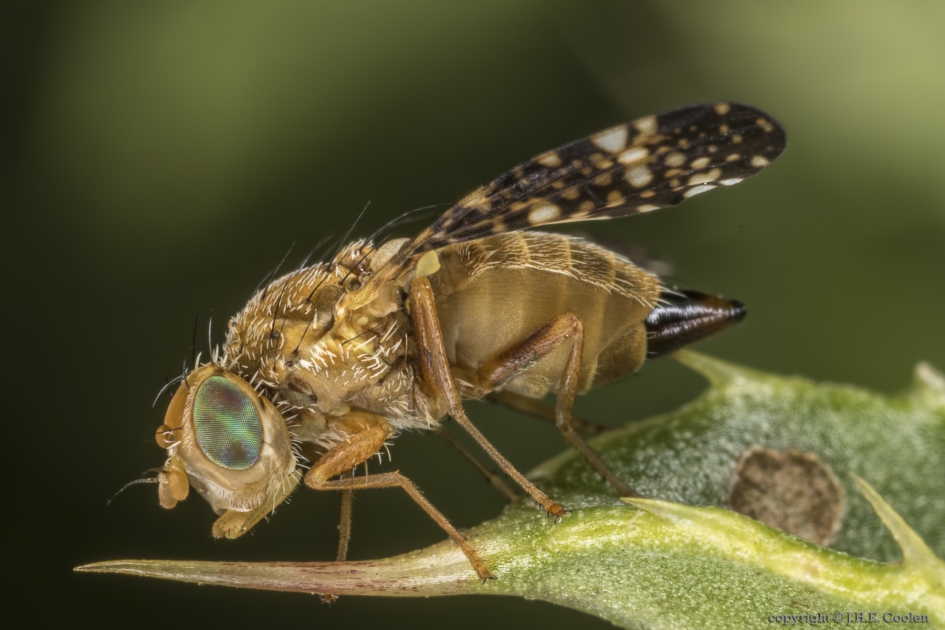 Bijvoetboorvlieg (Oxyna parietina) - Geleedpotigen - Bijvoetboorvlieg