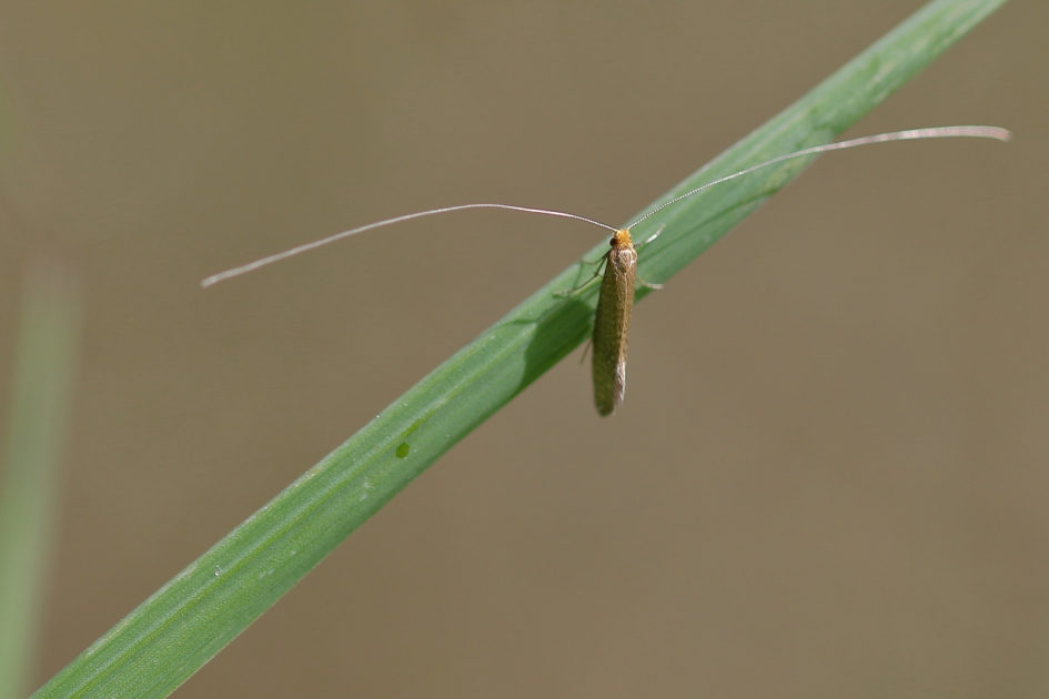 bleke langsprietmot - Geleedpotigen - bleke langsprietmot