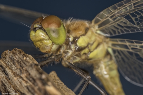Bloedrode heidelibel (Sympetrum sanguineum)