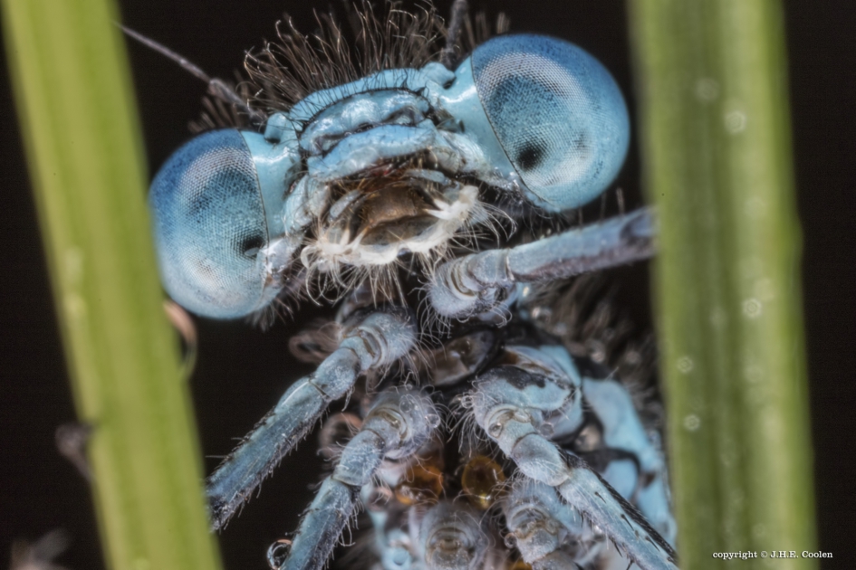 Boe !! - Geleedpotigen - Juffer