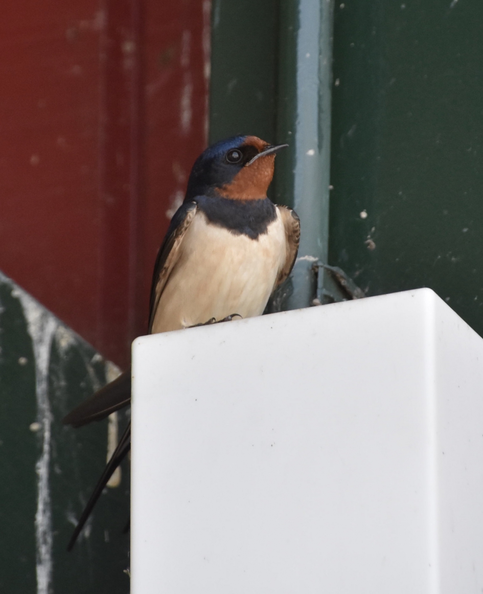 Boerenzwaluw 2 - Vogels - 