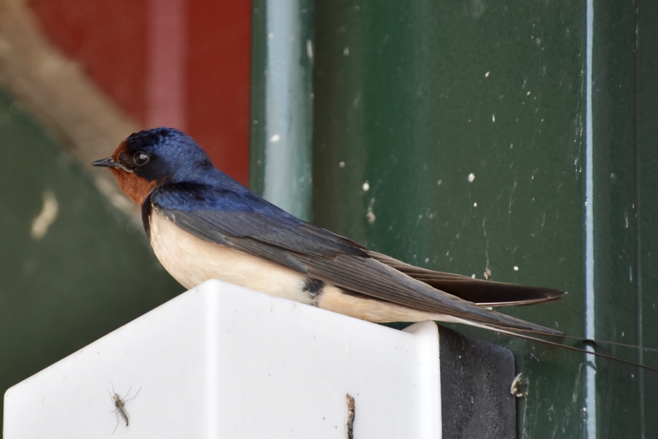 Boerenzwaluw - Vogels - 