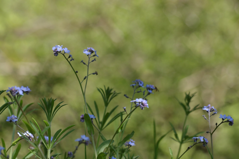 bosvergeet-mij-nietje - Planten - bosvergeet-mij-nietje