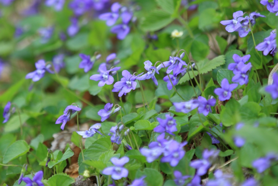 bosviooltjes - Planten - bosviooltje