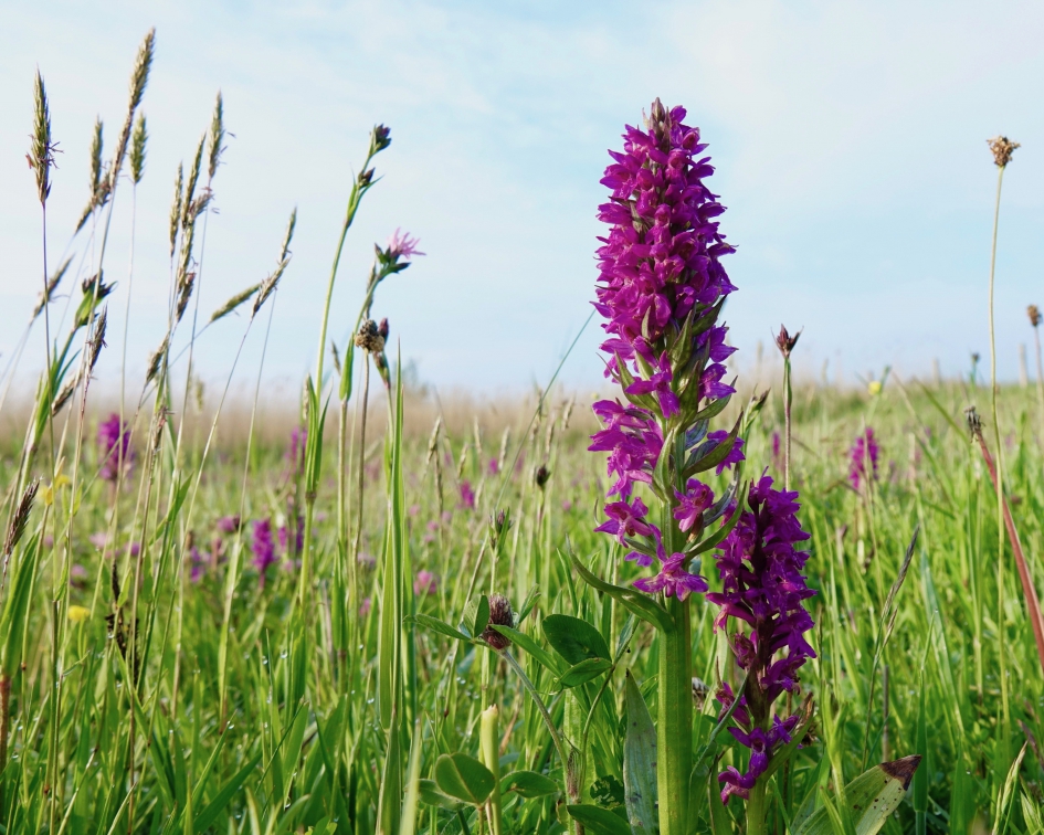 Brede Orchis - Planten - 