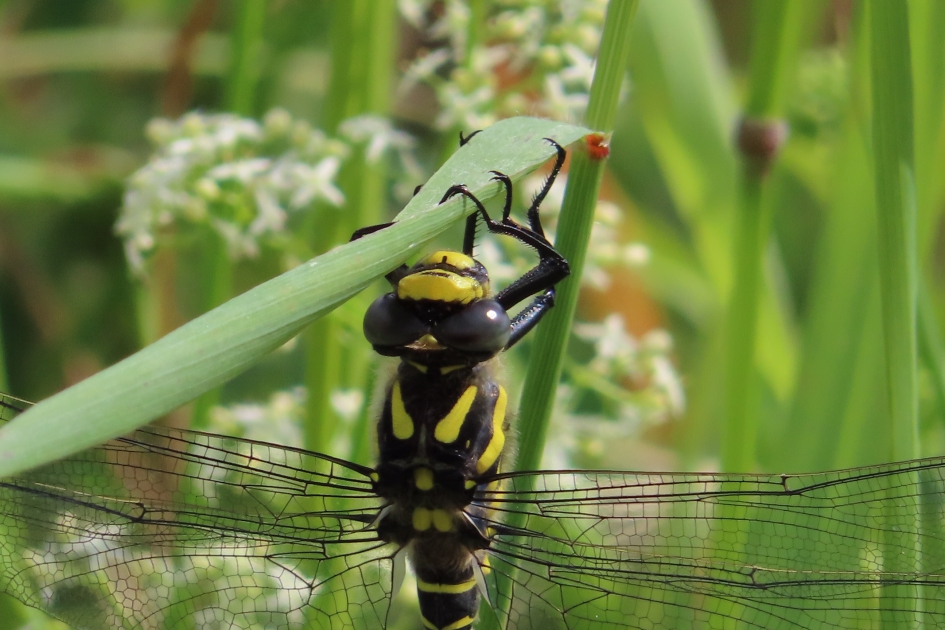 Bronlibel van dichtbij - Geleedpotigen - Bronlibel