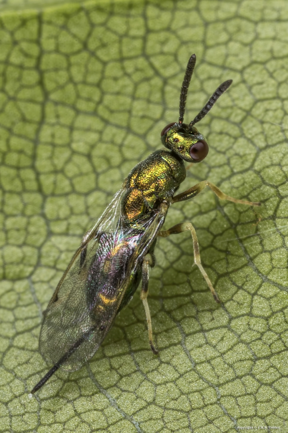 Bronswesp - Geleedpotigen - Bronswesp