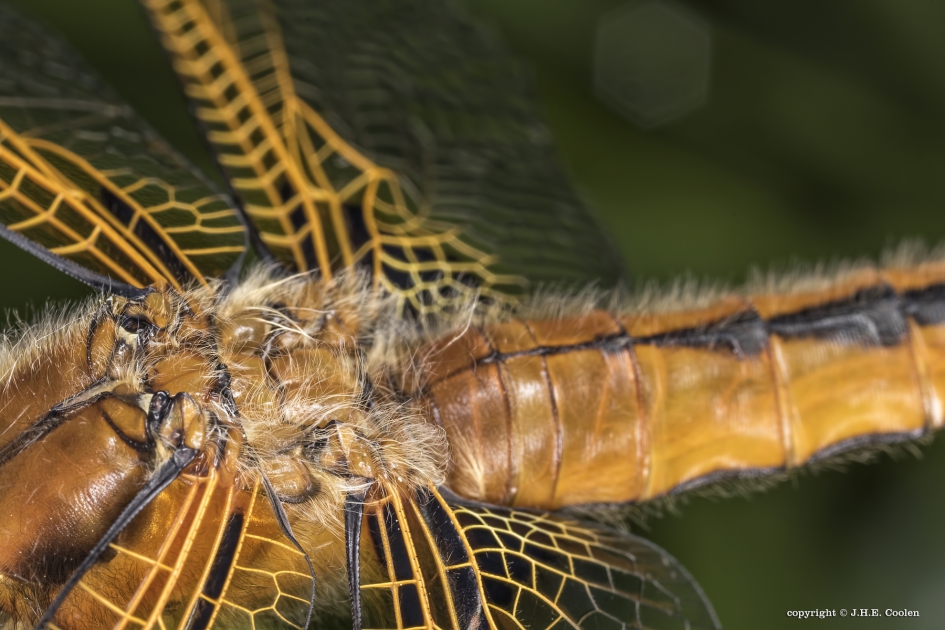 Bruine korenbout (Libellula fulva) - Geleedpotigen - Bruine korenbout